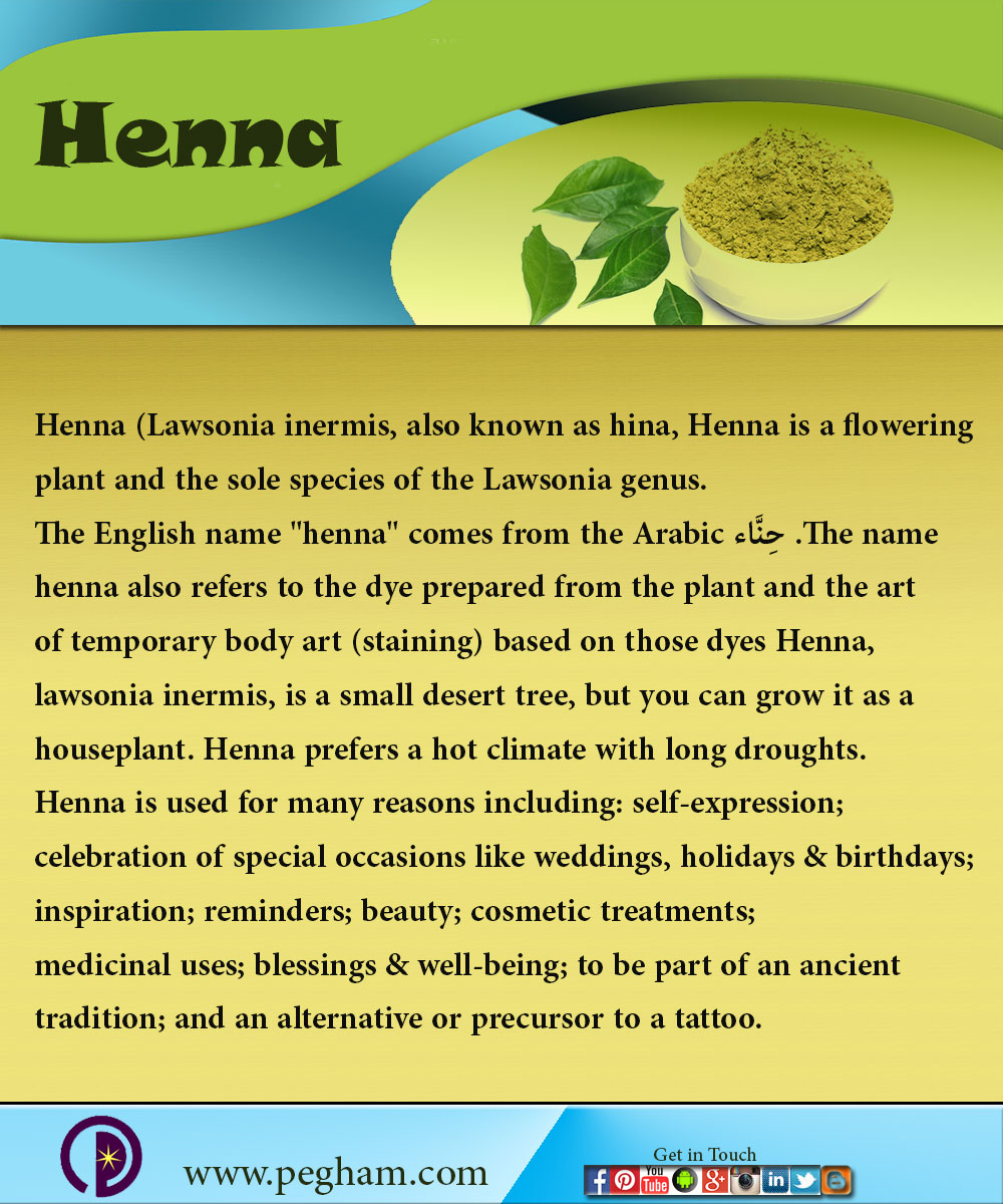 Click image for larger version  Name:	henna-pegham-2.jpg Views:	1 Size:	254.8 KB ID:	4275599