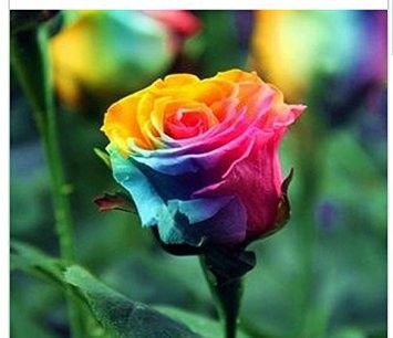 Click image for larger version

Name:	100-bag-rare-rainbow-rose-seeds-rare-species-of-roses-romantic-flowers-send-beautiful-gifts_9554487.jpg
Views:	31
Size:	26.3 KB
ID:	4285509